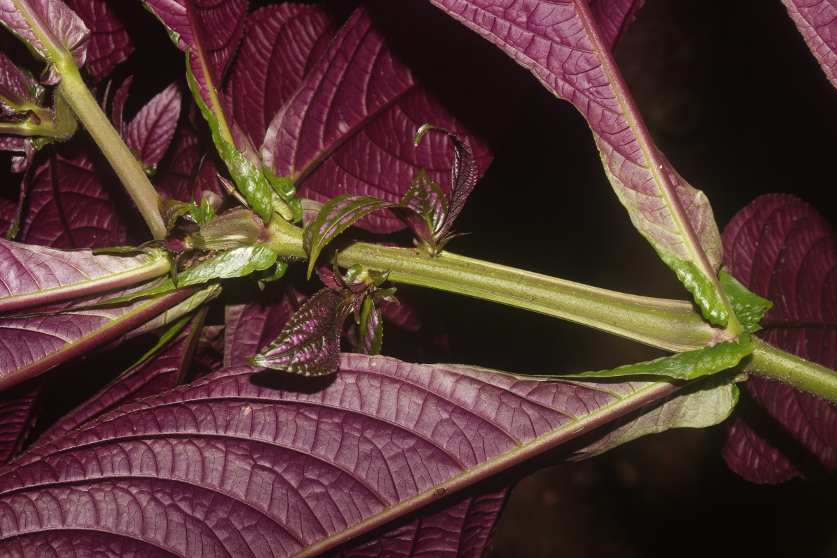 Strobilanthes auriculata var. dyeriana (Mast.) J.R.I.Wood